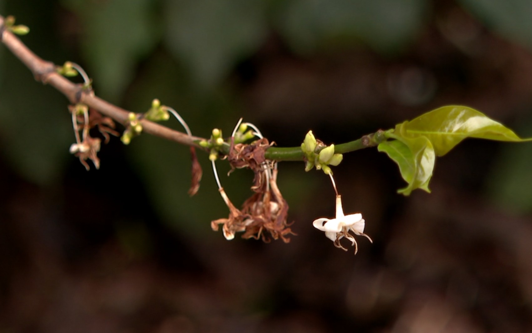 Chuva de granizo no Sul de Minas pode comprometer produção de café até 2028, alertam especialistas