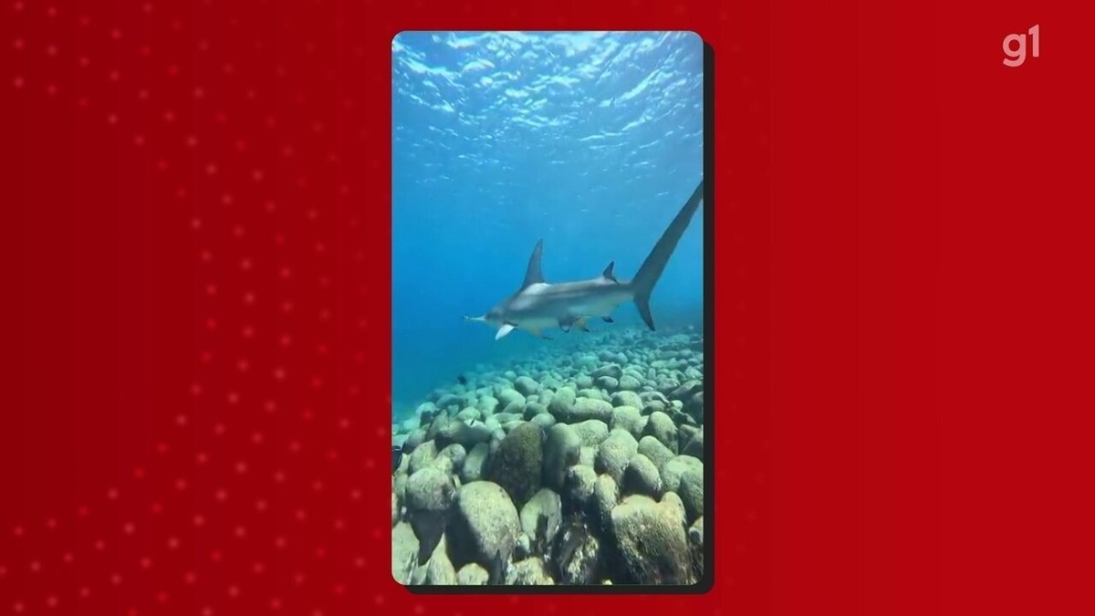 Mergulhadores de Fernando de Noronha comemoram registro de tubarão ...