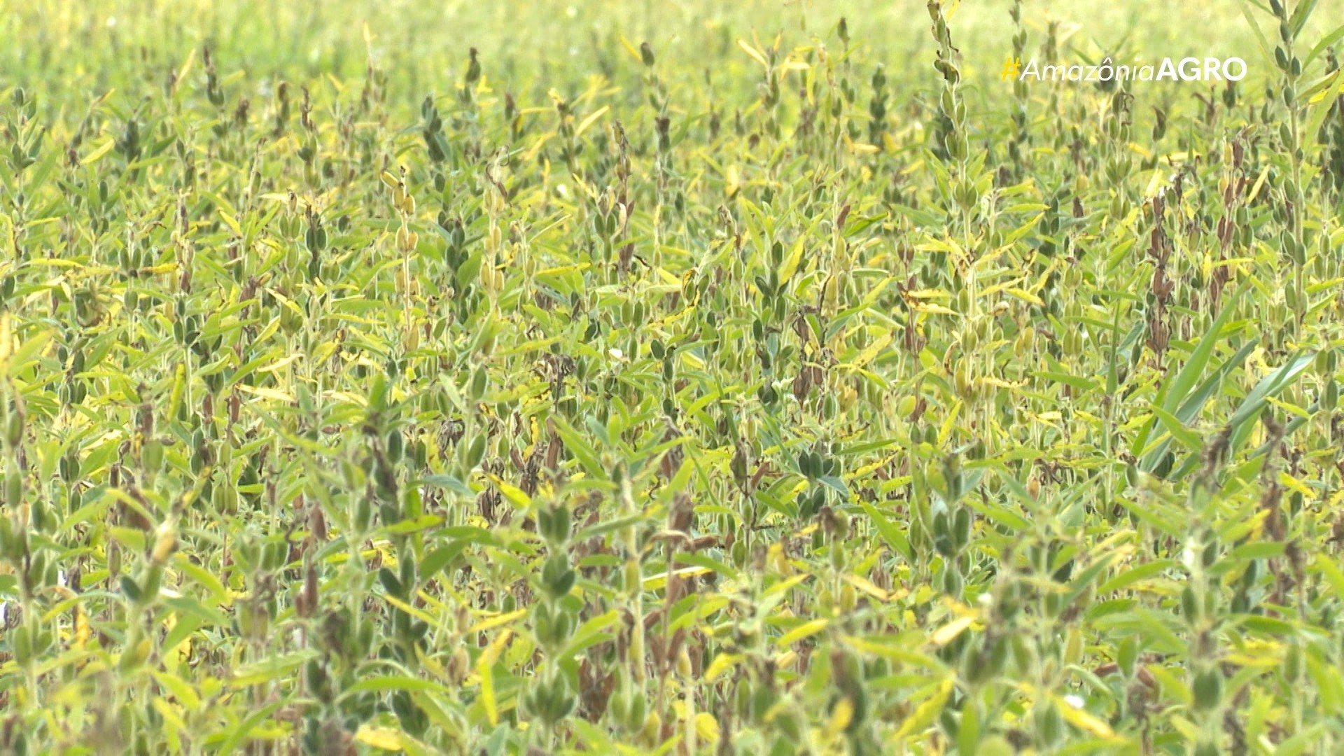 VÍDEOS: Amazônia Agro - Acre deste domingo, 14 de dezembro de 2025