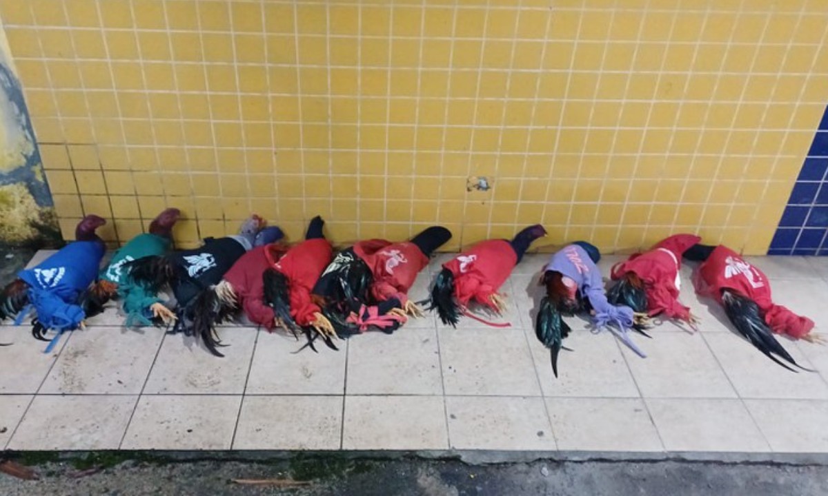 Mais de 60 aves silvestres são resgatadas em Feira de Santana