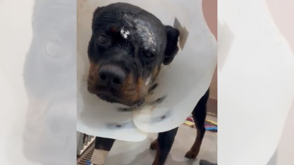 Rotweiller precisou passar por cirurgia de aproximadamente quatro horas após sofrer ataque — Foto: Nivaldo Sedenho/Arquivo Pessoal