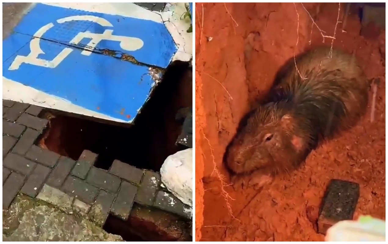Capivara é resgatada após cair em buraco de calçada às margens de córrego em Itu