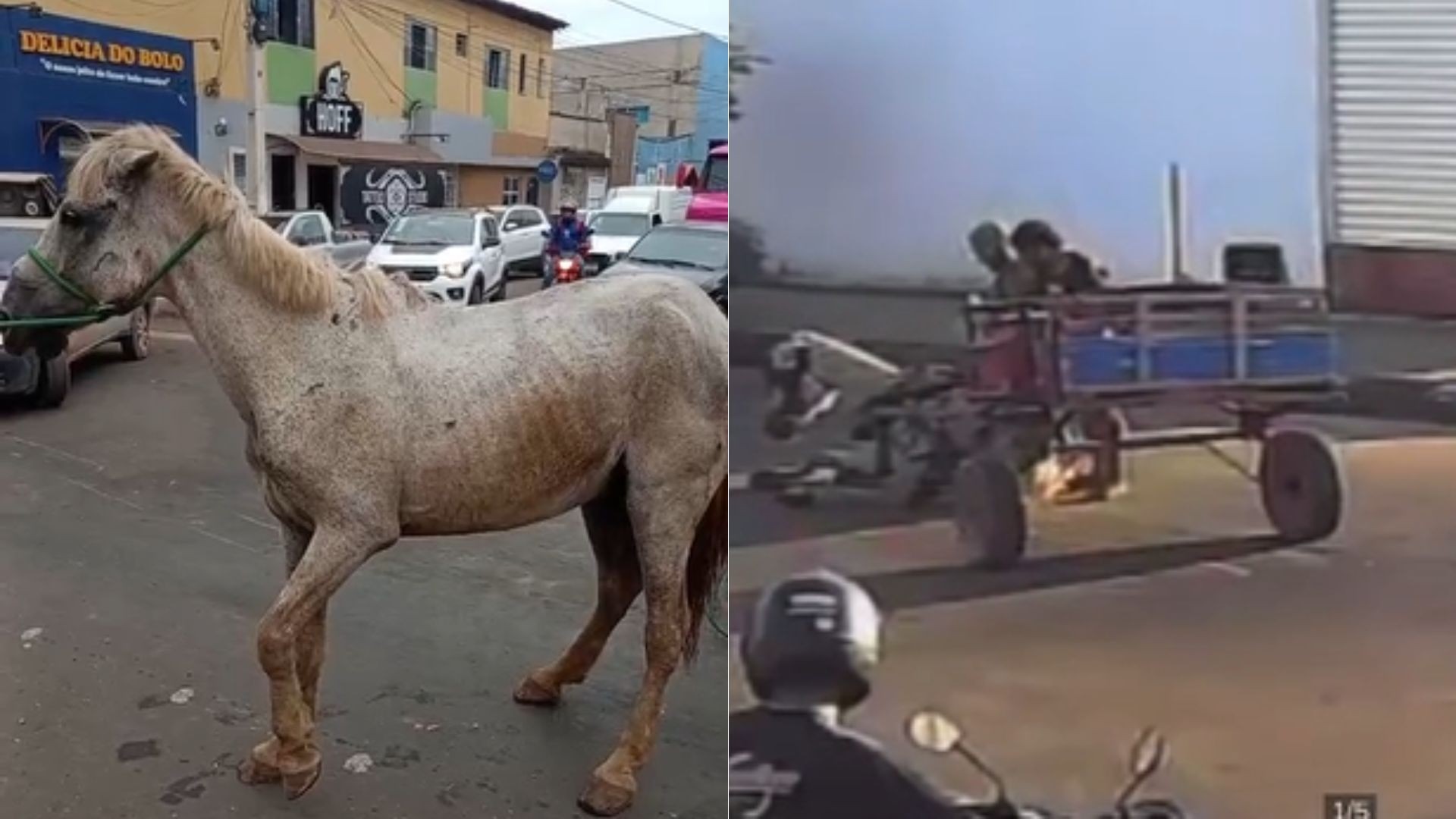 VÍDEO: Cavalo morre após ser atropelado e abandonado por dono no meio da rua em Imperatriz, no MA