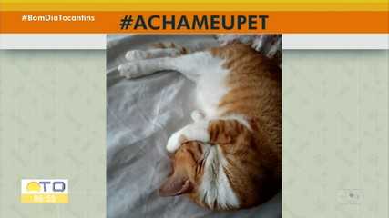 Acha meu pet: tutora procura gatinho desaparecido na antiga 1.505 Sul