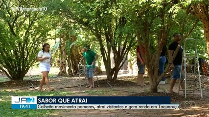 Taquaruçu recebe a Festa da Colheita da Jabuticaba