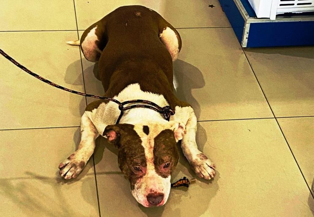 Pit bull invade loja de móveis, assusta clientes em MT e é resgatado pelos bombeiros