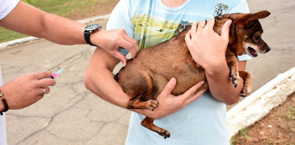 Meu pet morreu: Tenho direito a faltar no trabalho? Veja o que diz a lei