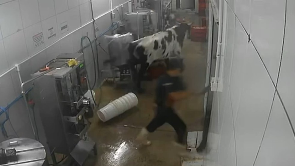 Vaca invade fábrica, persegue funcionários e vandaliza equipamentos em Maracanaú, no Ceará — Foto: TV Verdes Mares/Reprodução