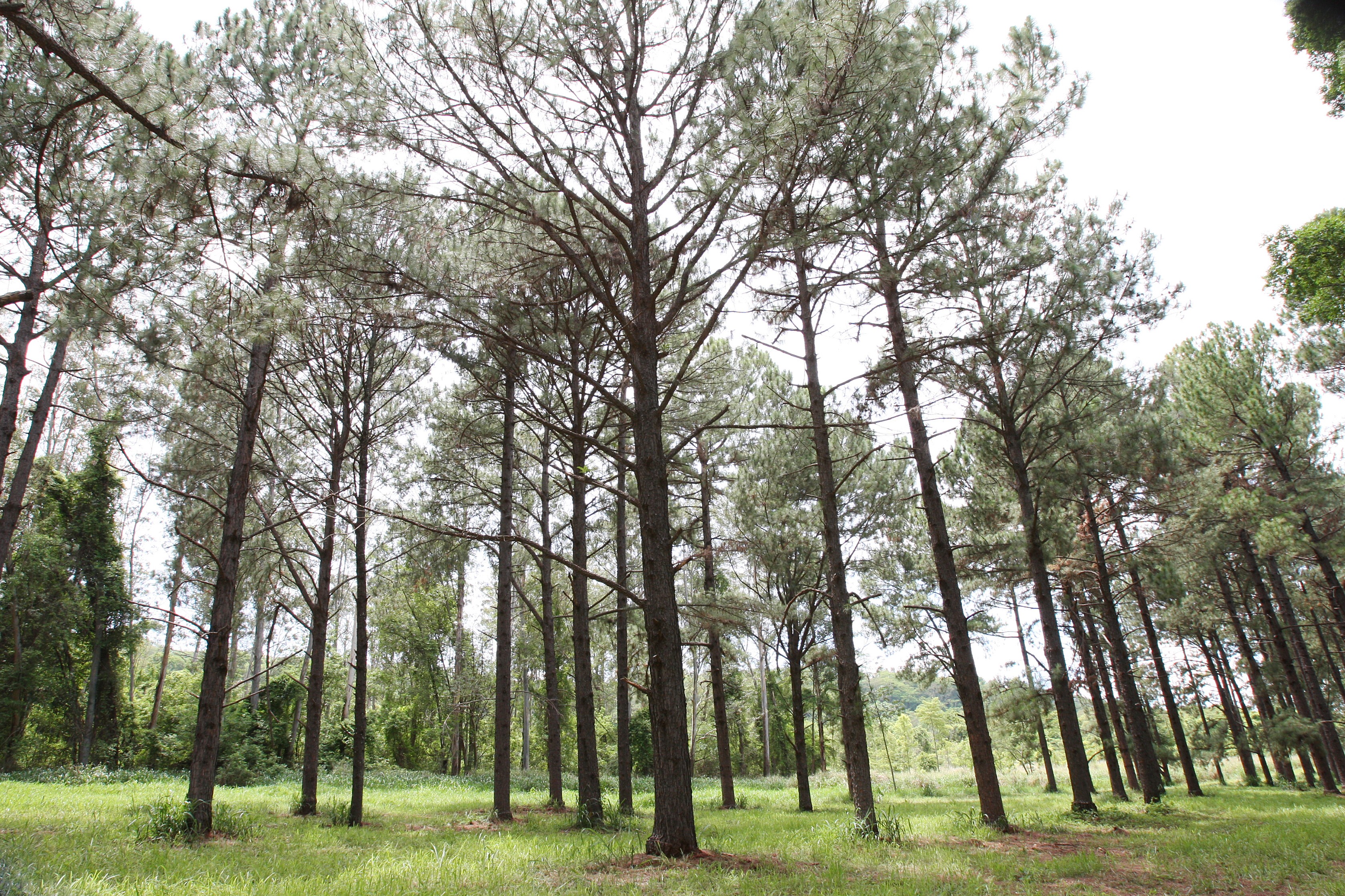 Fundação Florestal fecha unidades de conservação no interior de SP devido ao risco de incêndios