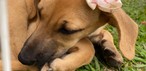 'Caminhada do Amicão' reúne famílias e animais de estimação em Vassouras; veja fotos — Foto: Divulgação/TV Rio Sul