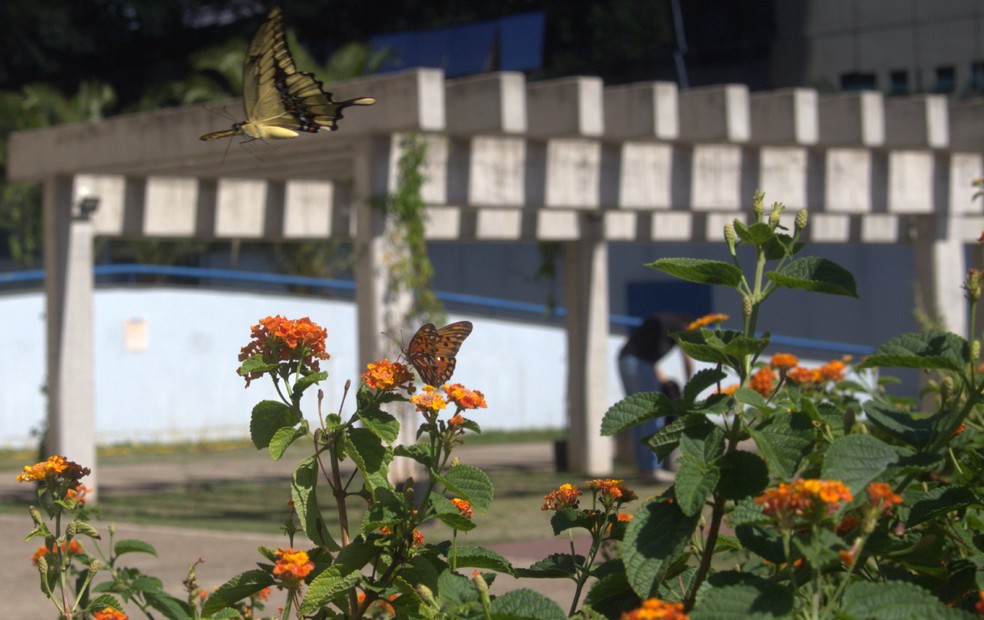 Entenda o fenômeno "febre da primavera" — Foto: Fernanda Cordeiro/g1