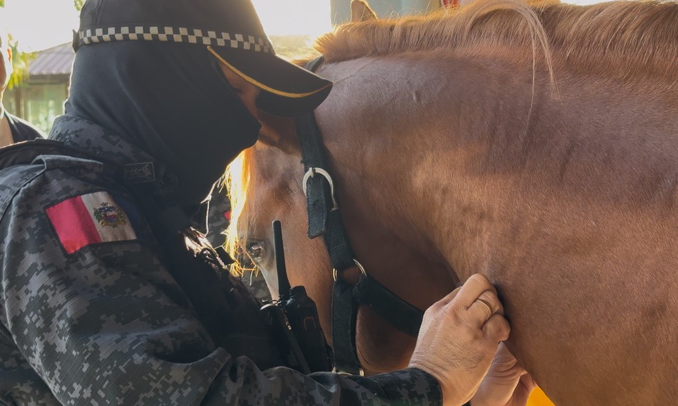 Animais passaram por avaliação do veterinário antes de serem apreendidos — Foto: MP-AL