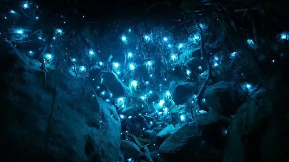 Os 'vermes brilhantes' australianos podem geralmente ser encontrados o ano inteiro, enquanto os vaga-lumes aparecem no final da primavera e no verão — Foto: David Finlay