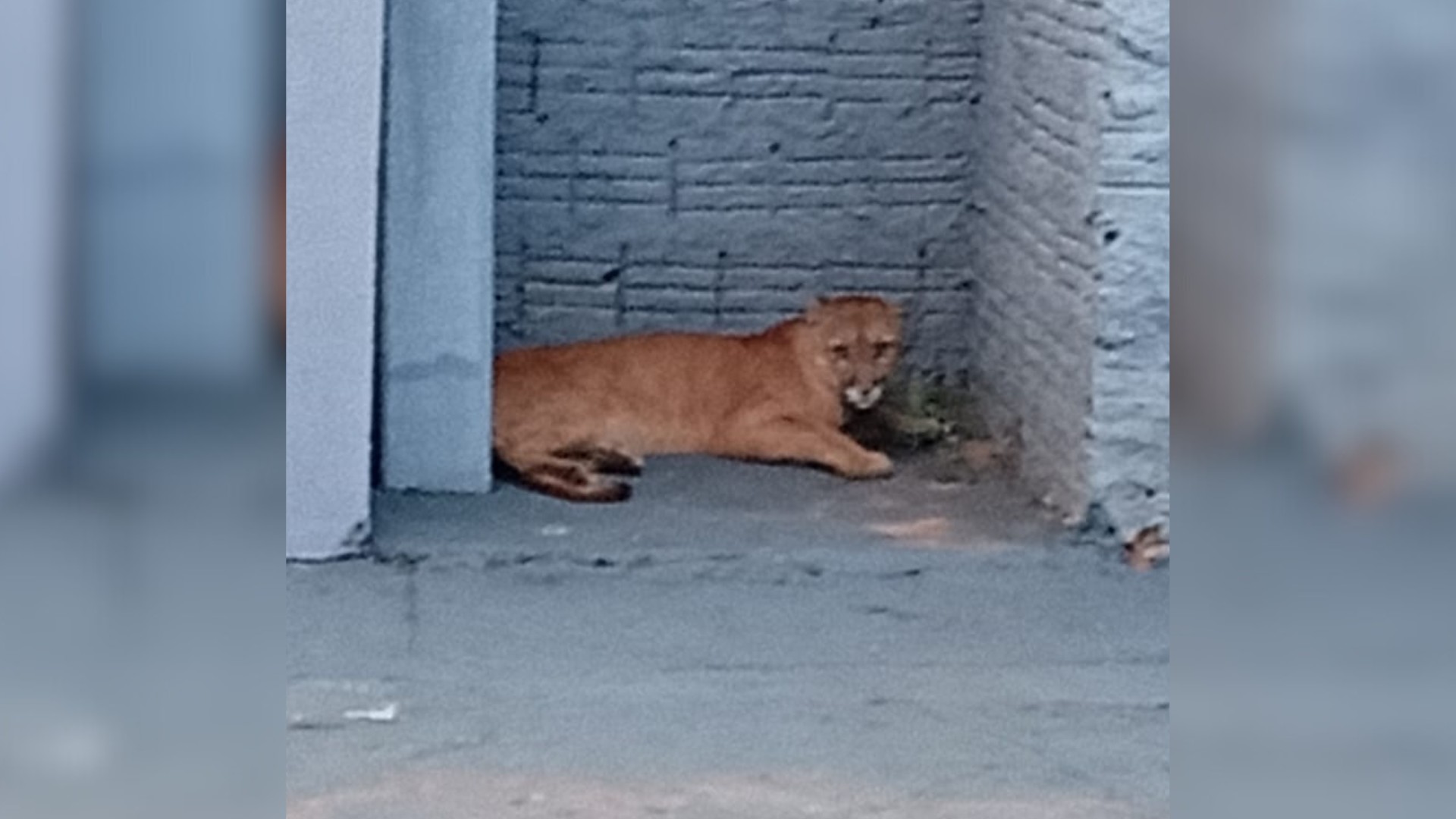 Onça-parda assusta moradores ao ser flagrada andando por bairro em Cedral