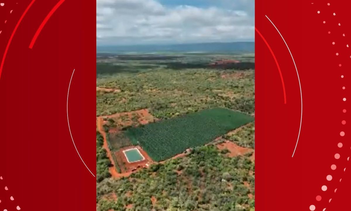 Quase 200 mil pés de maconha são encontrados em plantação de três hectares na Bahia