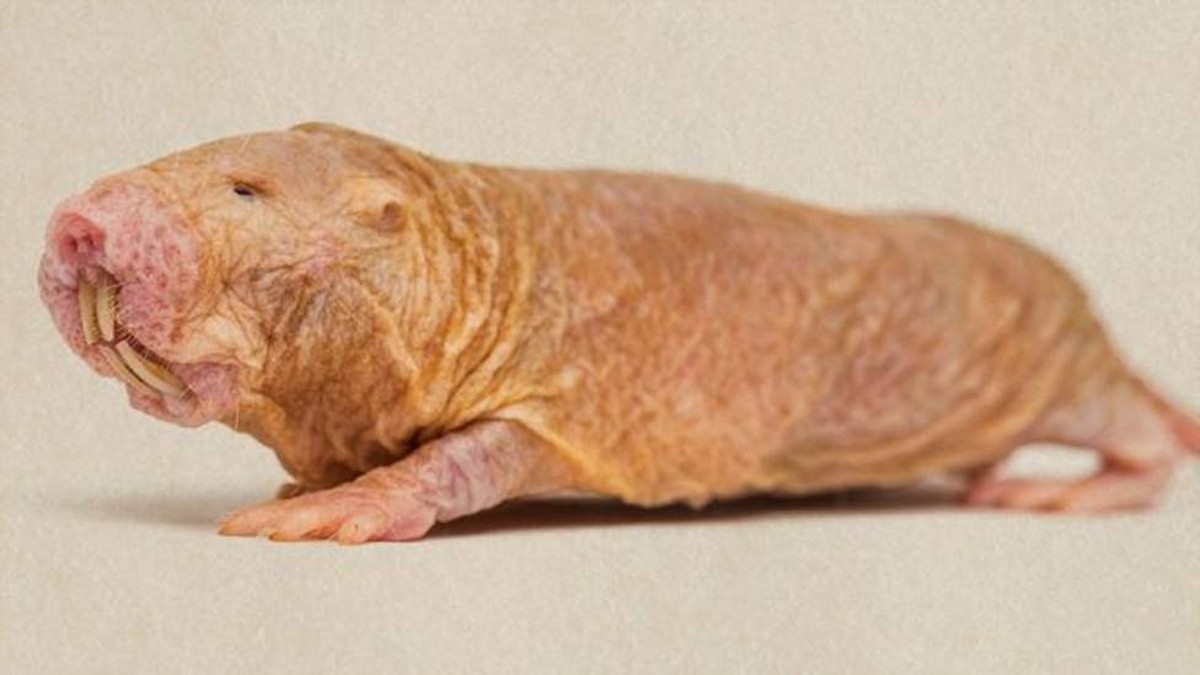 O mamífero que não envelhece e pode ser a chave para humanos vencerem o ...