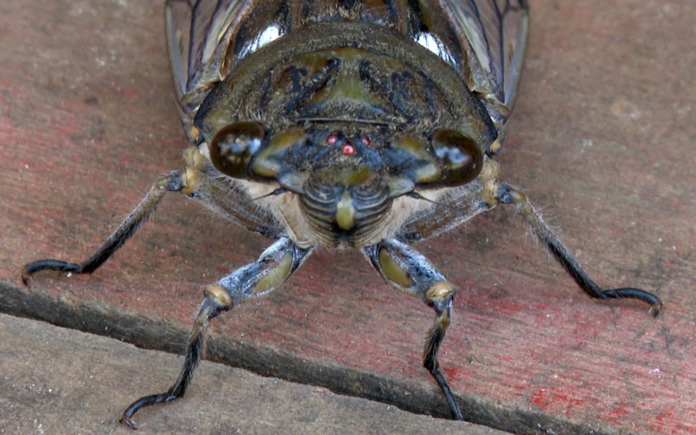 Pesquisadores do Sul de Minas estudam uso de cigarras como fonte de proteína para alimentação animal