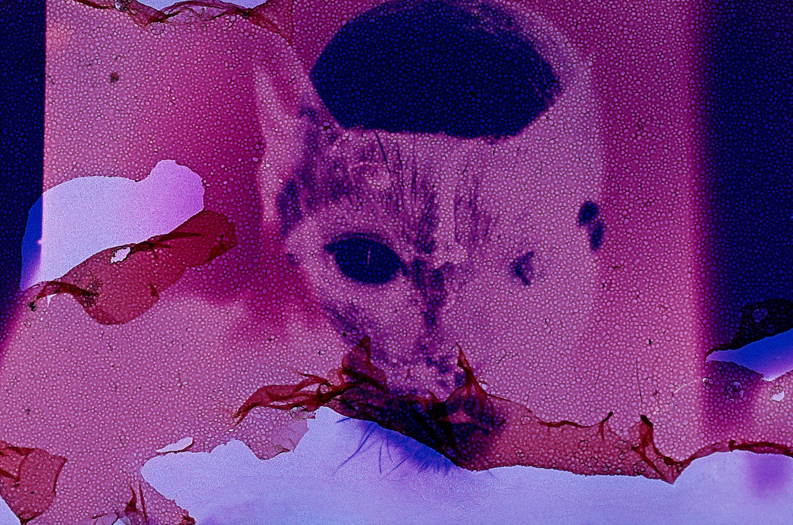 Belém recebe exposição com fotografias psicodélicas e espirituais de Claudia Andujar