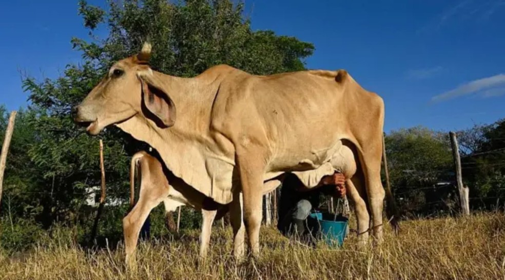 Darwin Cruz ainda tem três vacas leiteiras, mas elas produzem apenas 25% do leite habitual. — Foto: AFP via Getty Images/BBC