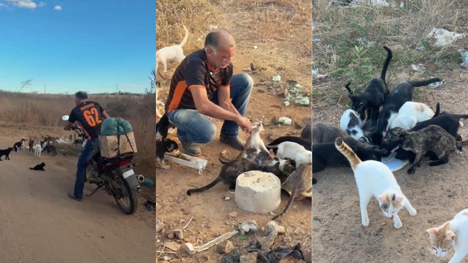 Empresário acorda há 10 anos às 4h para alimentar cerca de 200 animais abandonados em cidade no PI