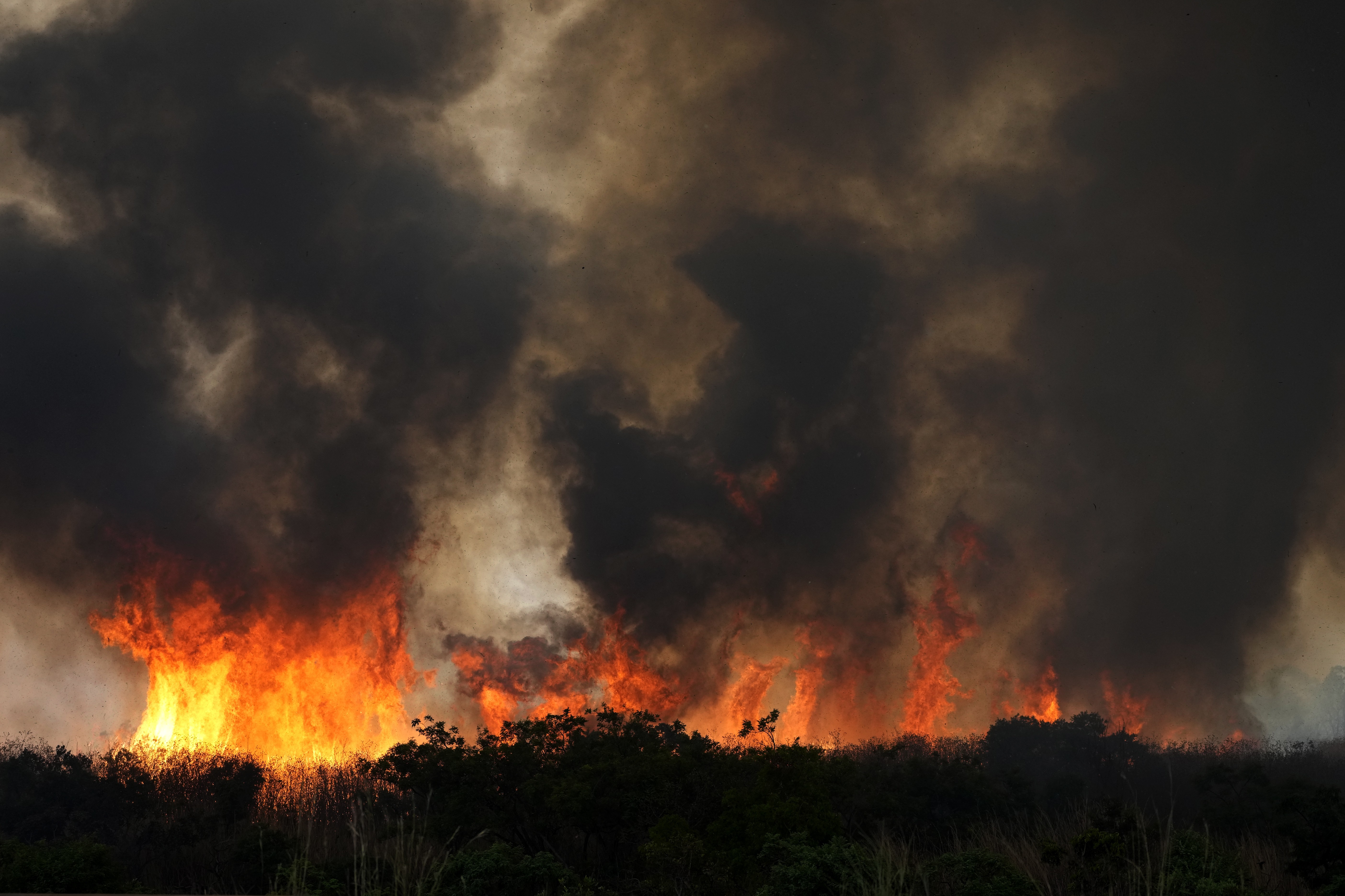 Cerrado perdeu 40 milhões de hectares de vegetação em 40 anos, aponta estudo