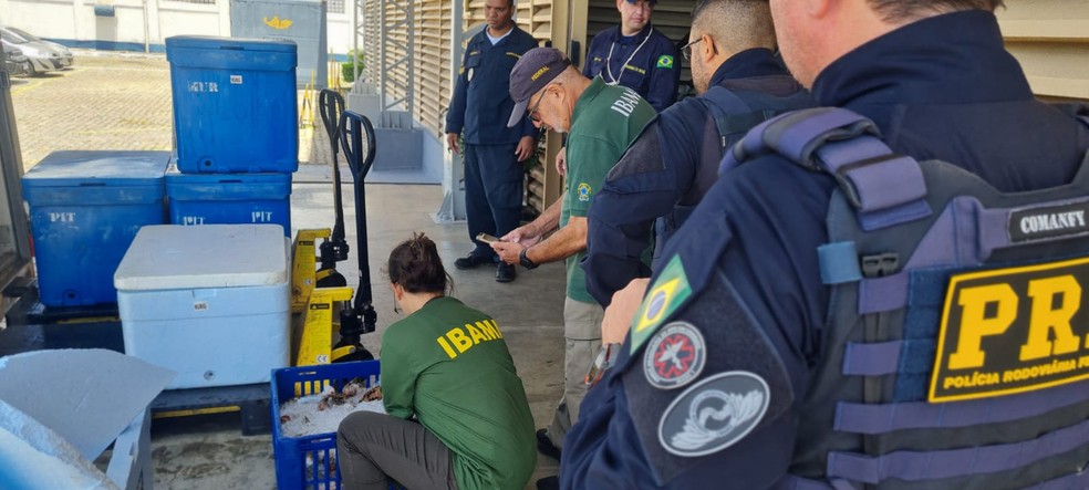 Cerca de duas toneladas de lagosta são apreendidas no RN — Foto: PRF/Divulgação