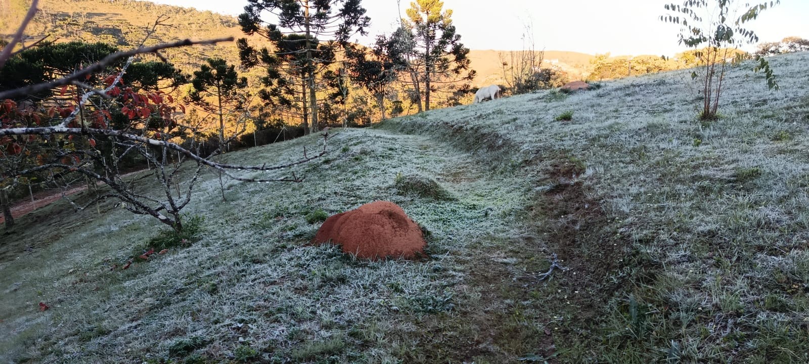 Depois de recorde de frio, Campos do Jordão deve ter aumento nas temperaturas, mas ainda com chance de geada