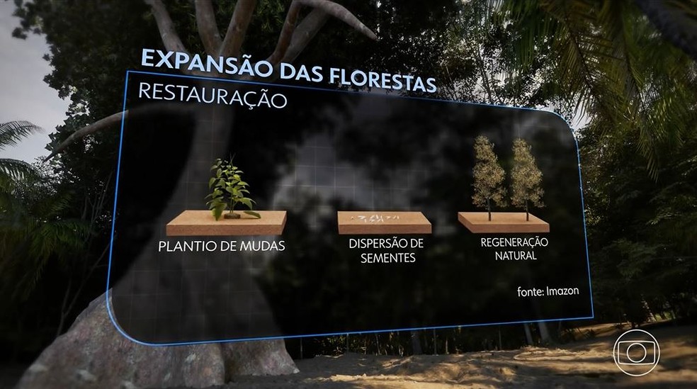 Proposta de expansão e restauração das florestas brasileiras — Foto: Reprodução/TV Globo