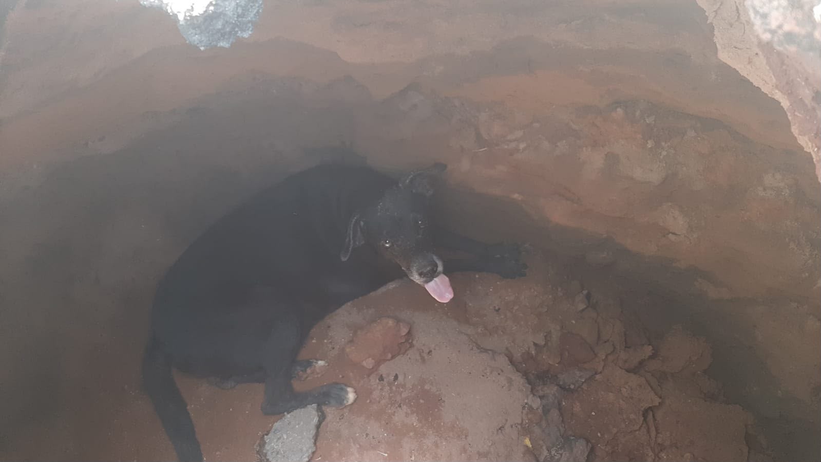 VÍDEO: Cachorro cai em buraco na av. Turiano Meira e é resgatado por morador em Santarém