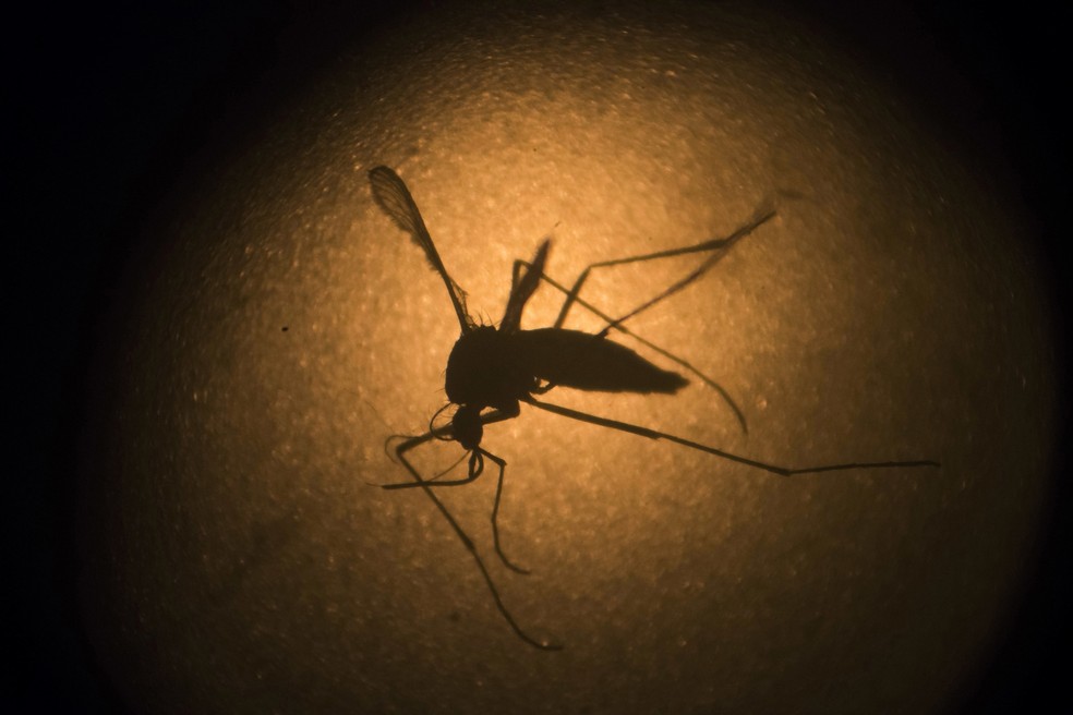 O Aedes aegypti, o mosquito transmissor da dengue, visto através de microscópio eletrônico — Foto: AP Photo/Felipe Dana