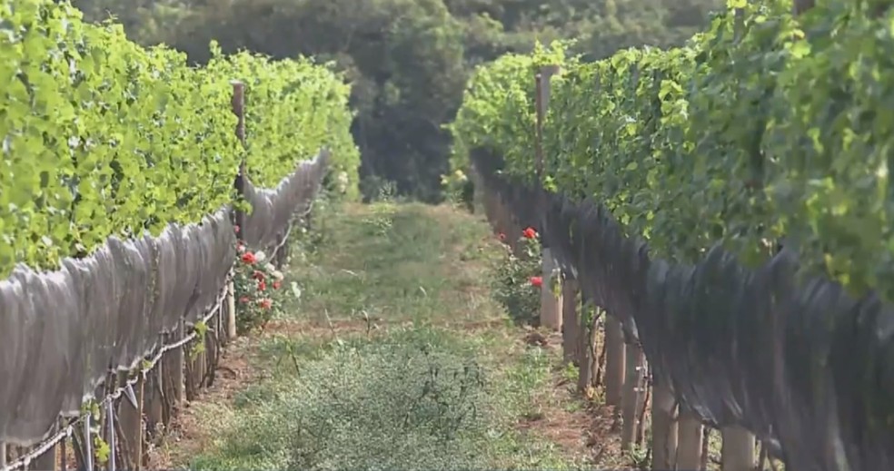 Tecnologia auxilia nos processos de escolha, plantio, produção e colheita das uvas no Triângulo Mineiro. — Foto: TV Integração/Reprodução