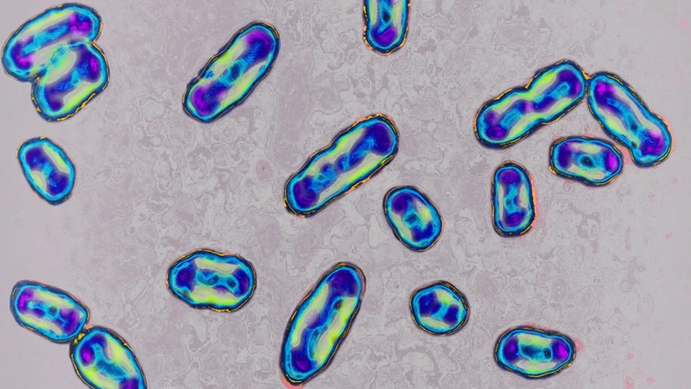 Causada pela bactéria Yersinia pestis, a peste bubônica é tratada atualmente com mais facilidade com os antibióticos modernos — Foto: GETTY IMAGES via BBC
