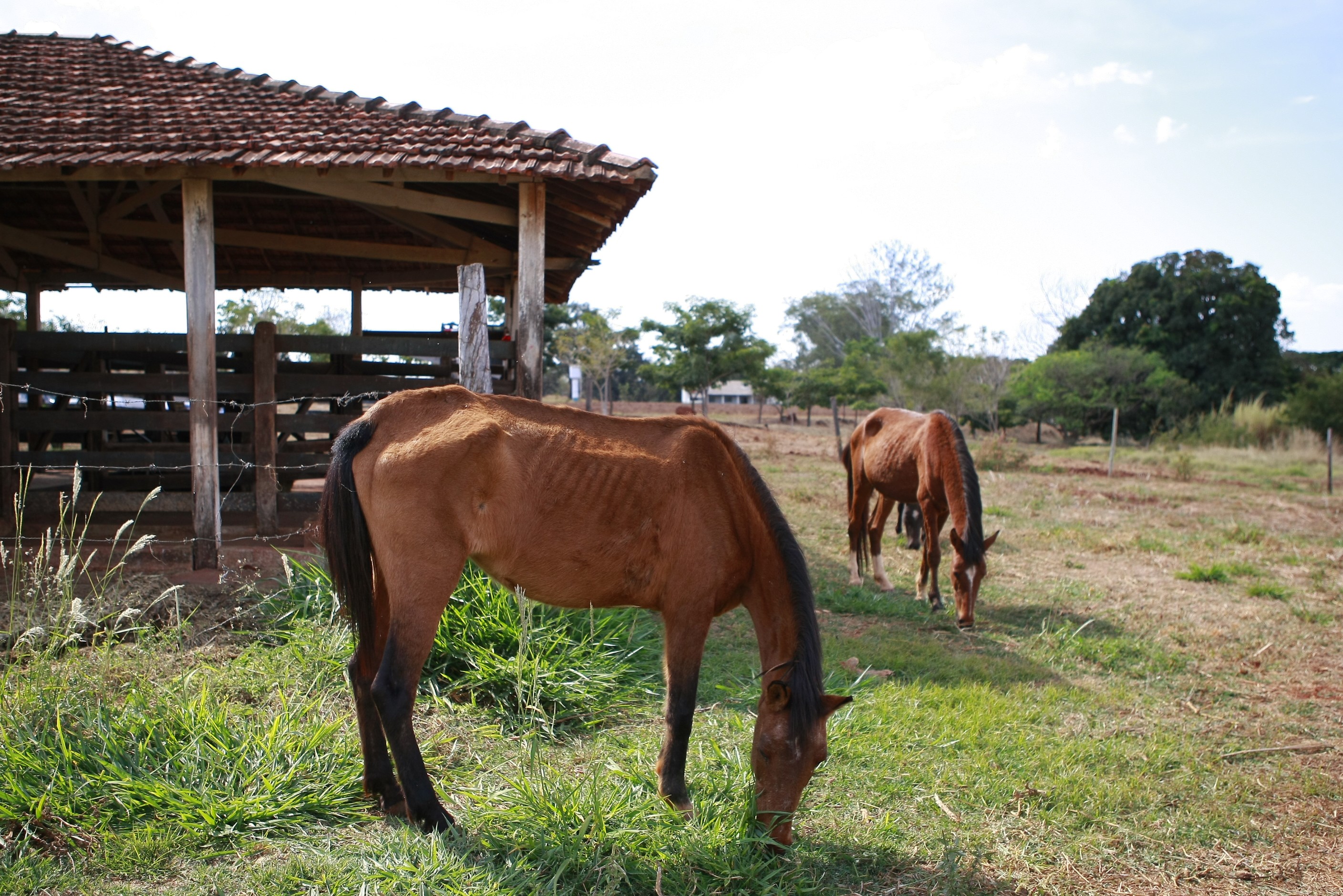 Bois e cavalos apreendidos nas ruas serão doados após 7 dias sem resgate em Uberlândia