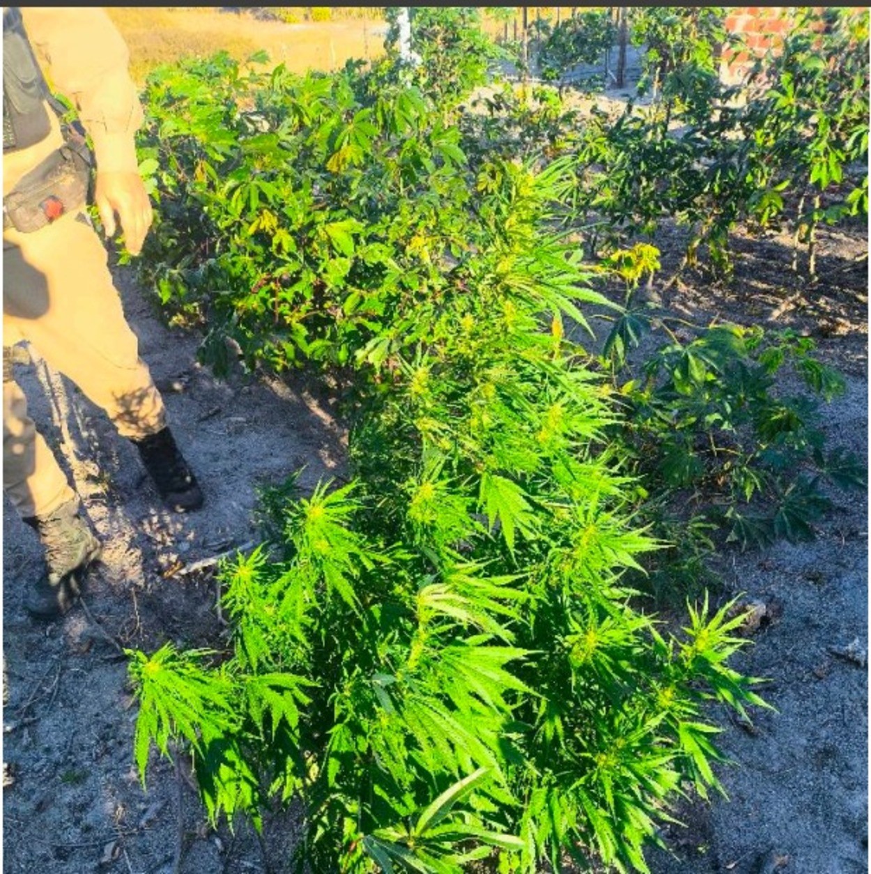 Pés de maconha são encontrados no meio de plantação de mandioca em Salinas