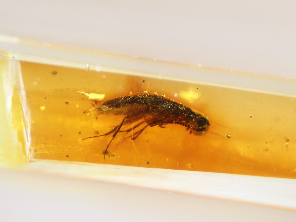 Um besouro (Coleoptera: Tenebrionoidea) da família Tetratomidae (besouros-fungo poliporos) capturado em uma amostra de âmbar. — Foto: Enrique Peñalver/Nature