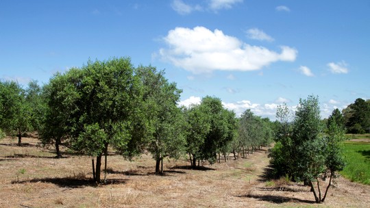 Veja dicas sobre o plantio de oliveiras