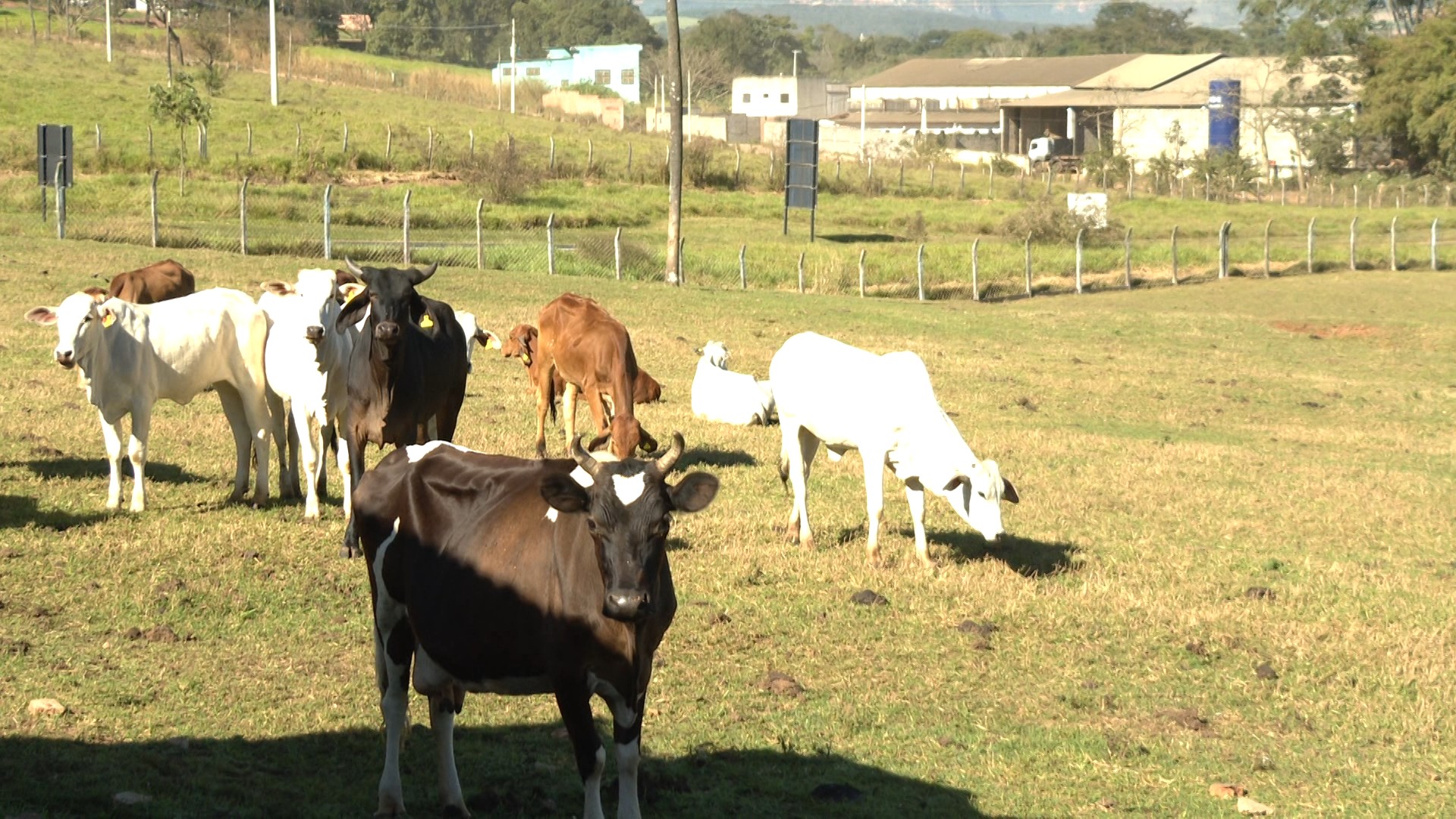 Furto de 29 animais gera prejuízo de R$ 110 mil no interior de SP: 'Levaram tudo', diz produtor rural