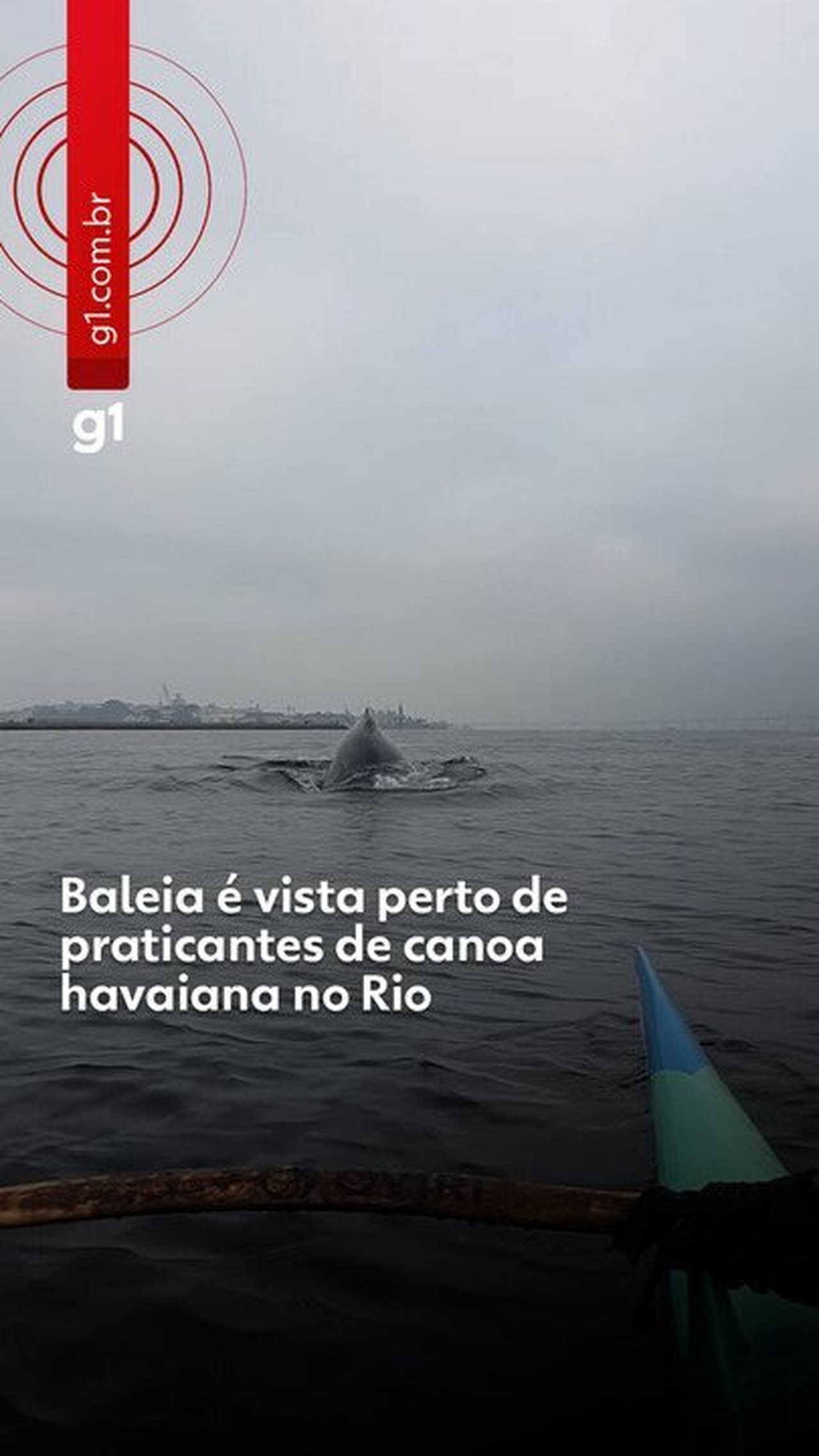 Baleia se aproxima de praticantes de canoa havaiana na Prainha da Glória