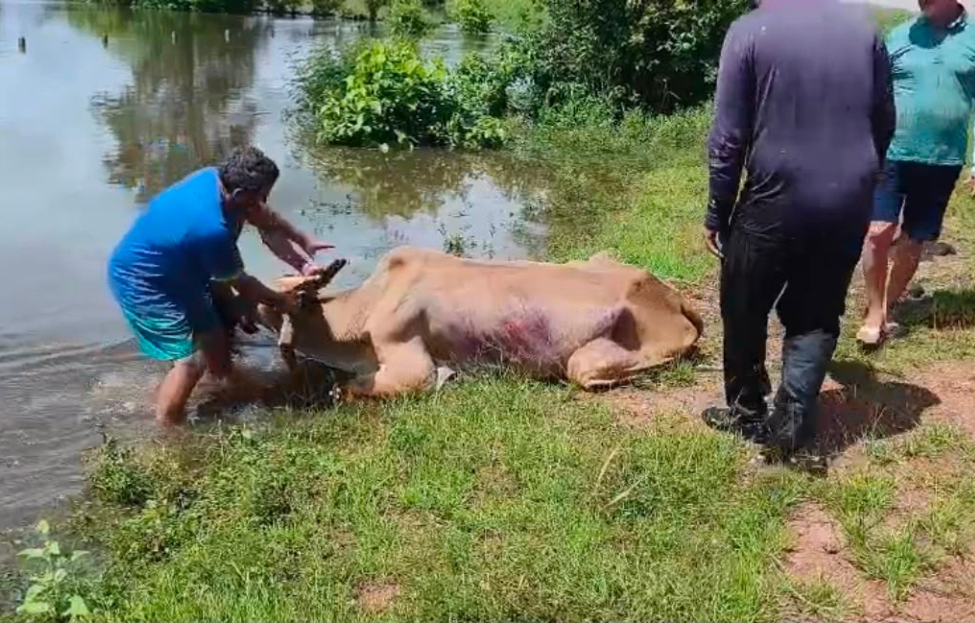 Moradores usam canoas para resgatar gado durante fortes chuvas em Caracaraí: ‘Todo ano é isso’