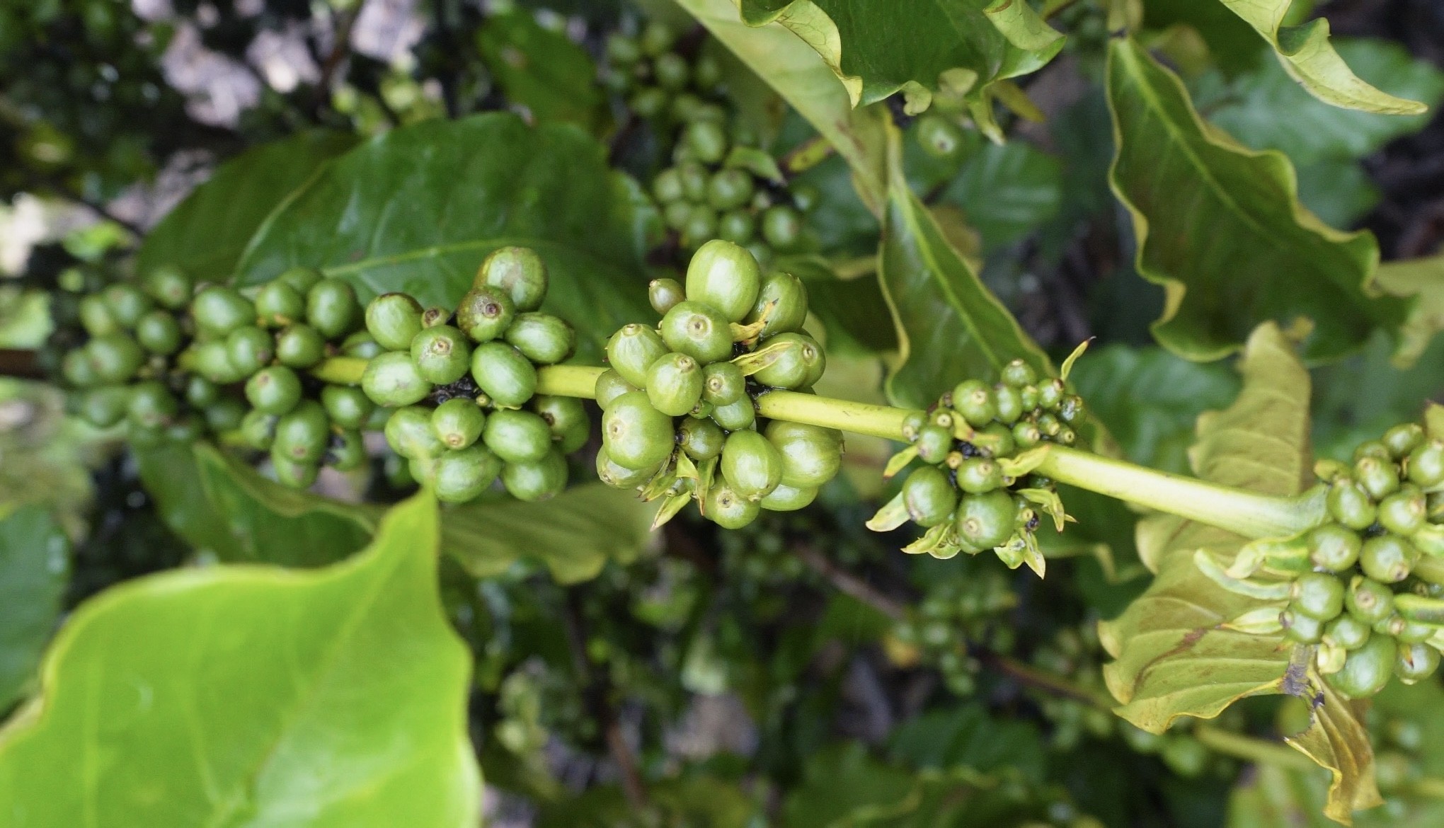 Café produzido na entressafra pode ampliar mercados para produtores de Roraima