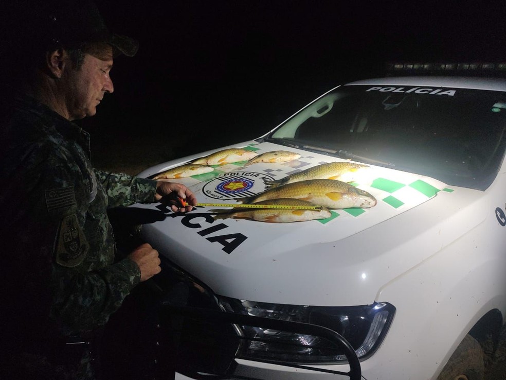 Homem é multado por transporte de peixes nativos em Paulicéia (SP) — Foto: Polícia Militar Ambiental