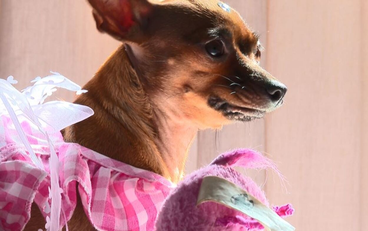 VÍDEO: cachorra pinscher nervosinha viraliza com 'voadoras' na tutora no interior de SP