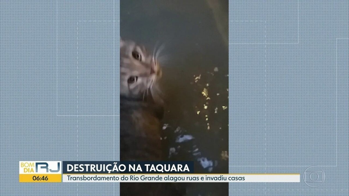 Bom Dia Rio Grande  Acorda Para Ver: gato invade campo durante