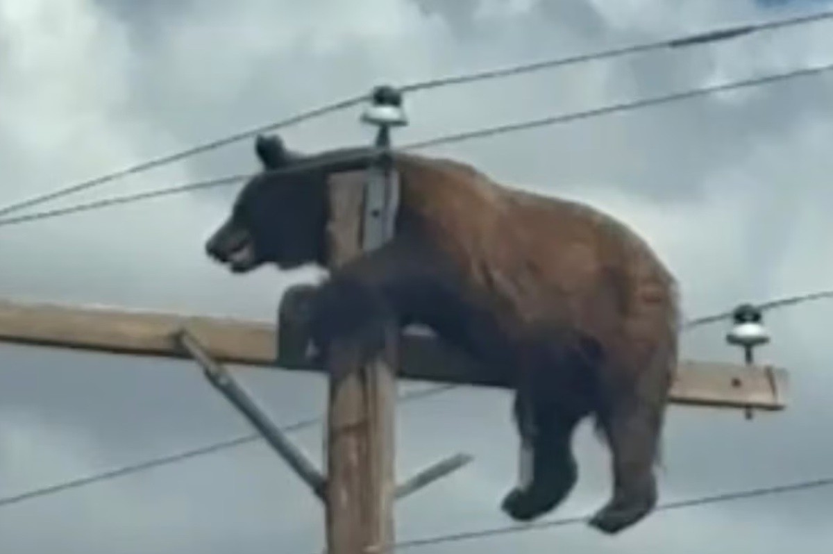 Vídeo de urso sobe no alto de um poste nos EUA e viraliza