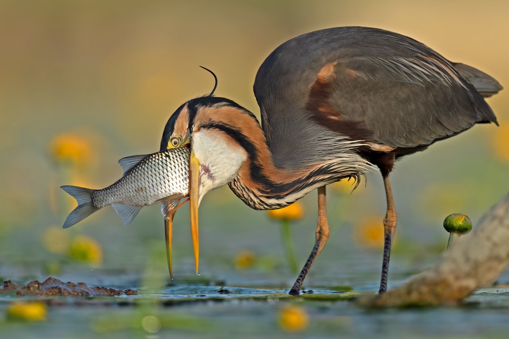 'Não há saída' - Imagem vencedora na categoria de fotos de aves engraçadas — Foto: Antonio Aguti/Bird Photographer of the Year