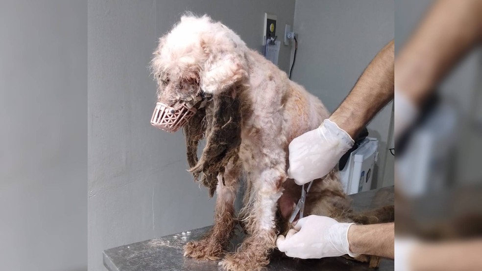 Scooby foi levado a uma clínica veterinária e tosado; ele precisou ser anestesiado para passar pela tosa | Foto: Reprodução