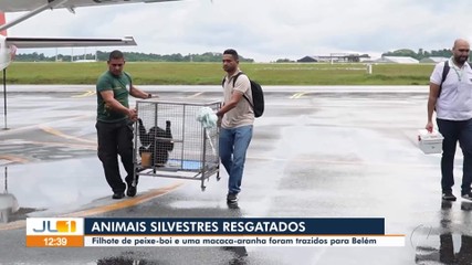 Em Belém, filhote de peixe-boi e macaco-aranha fêmea são resgatados e trazidos a capital