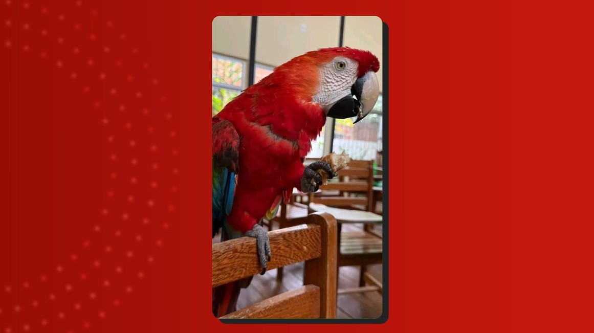 Arara-vermelha com sinais de desnutrição é resgatada de casa no Amazonas após denúncia
