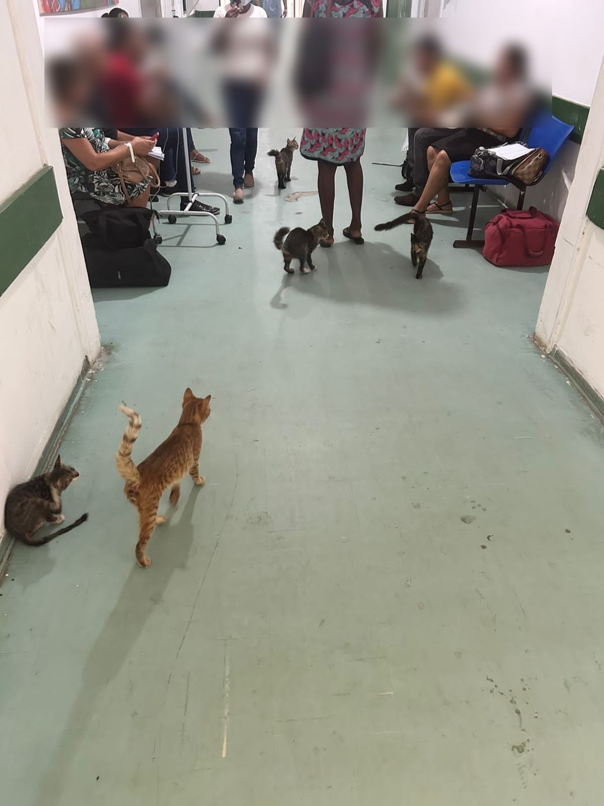 Vídeo mostra gatos circulando em hospital de Floriano (PI) e pacientes e servidores reclamam da situação