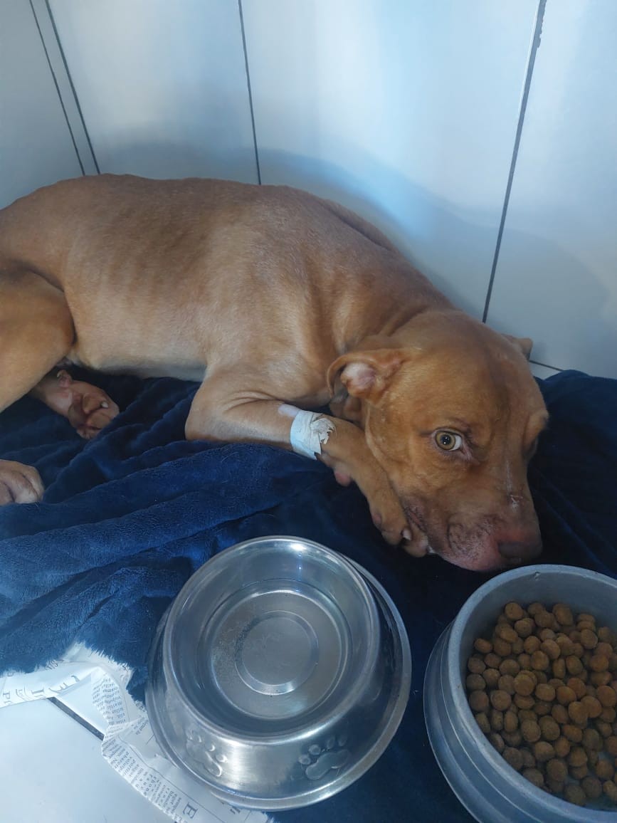 Cão resgatado de maus-tratos em estado grave acorda de coma e tem sinais de melhora em Piracicaba
